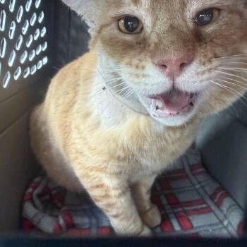 Domestic Short Hair Cats Available for Adoption in Cranford, New Jersey - Biscuit | PetCurious