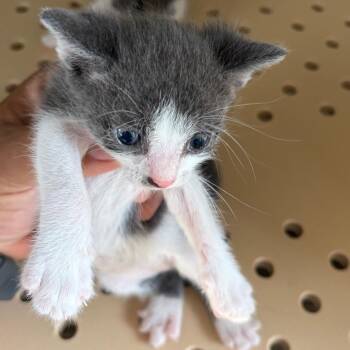 Archer A4 -  Domestic Short Hair Cat for Adoption in Edinburg, Texas - Archer A4 | PetCurious