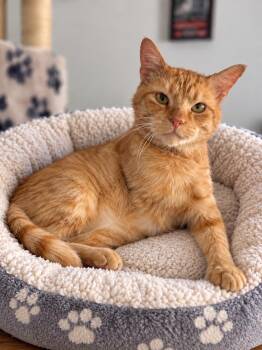Pono -  Tabby Cat for Adoption in Napa, California - Pono | PetCurious