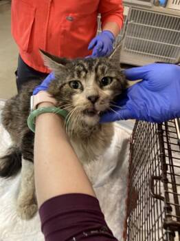 Domestic Short Hair Cats Available for Adoption in Long Beach, California - ZANGIEF | PetCurious
