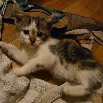 Yondu (Mary Poppins) -  Domestic Short Hair Cat for Adoption in Bloomington, Illinois - Yondu (Mary Poppins) | PetCurious
