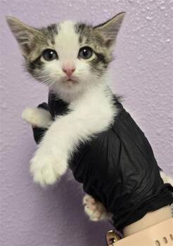 Domestic Short Hair Cats Available for Adoption in El Paso, Texas - Ian | PetCurious