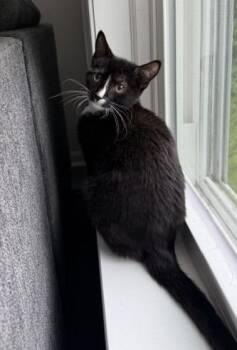 2026-39 Einstein -  Domestic Short Hair Cat for Adoption in Windsor, Connecticut - 2026-39 Einstein | PetCurious