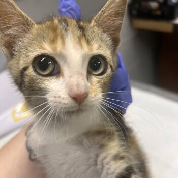 Shimmer -  Domestic Short Hair Cat Available for Adoption in Summerville, South Carolina - Shimmer | PetCurious