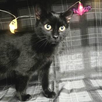 Rescue Domestic Short Hair Cats for Adoption in Eaton Rapids, Michigan - Jx Heidi 3 A-55496 | PetCurious