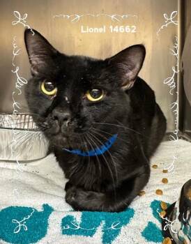 Rescue Domestic Short Hair Cats for Adoption in Marietta, Georgia - LIONEL | PetCurious