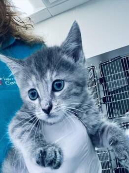 MIWA -  Domestic Short Hair Cat for Adoption in Houston, Texas - MIWA | PetCurious