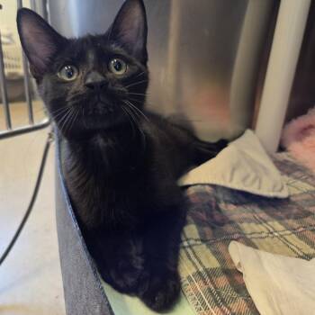 Felix -  Domestic Short Hair Cat for Adoption in Rock Falls, Illinois - Felix | PetCurious