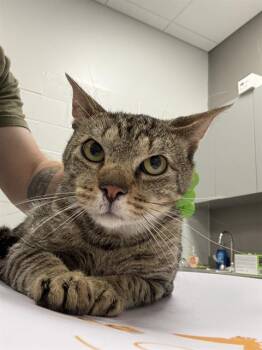 LARZ -  Domestic Short Hair Cat for Adoption in Indianapolis, Indiana - LARZ | PetCurious