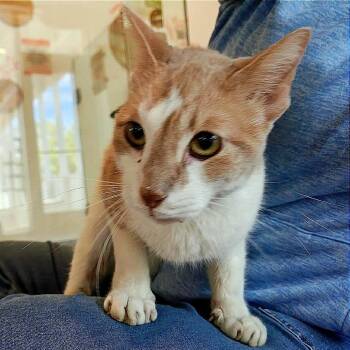 Twilight -  Domestic Short Hair Cat for Adoption in Bentonville, Arkansas - Twilight | PetCurious