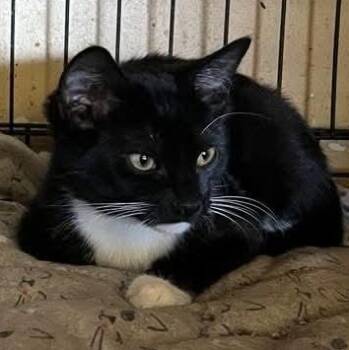 Beatle -  Domestic Short Hair Cat for Adoption in Jurupa Valley, California - Beatle | PetCurious