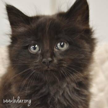 Banana -  Domestic Medium Hair Cat for Adoption in Cheyenne, Wyoming - Banana | PetCurious