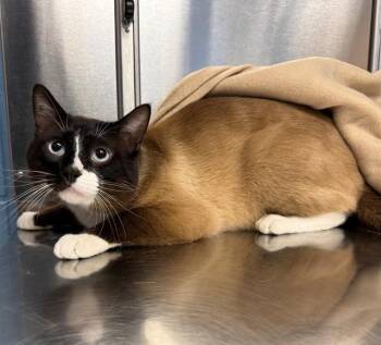 EGG ROLL -  Siamese Cat for Adoption in Minneapolis, Minnesota - EGG ROLL | PetCurious