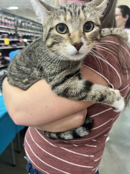 Rescue Domestic Short Hair Cats for Adoption - Birdie | PetCurious