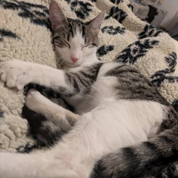 Domestic Short Hair Cats Available for Adoption - Byron Bay | PetCurious