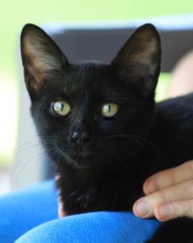 Rescue Domestic Short Hair Cats for Adoption in North Fort Myers, Florida - Nessa | PetCurious