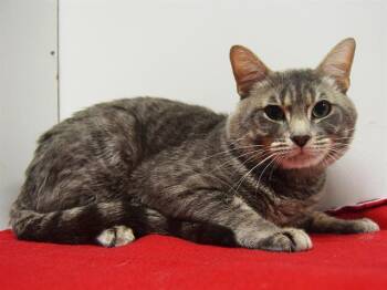 Rescue Domestic Short Hair Cats for Adoption in Sacramento, California - MONTY | PetCurious