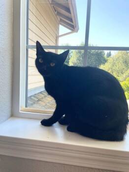 Lucy 26-34 -  Domestic Short Hair Cat for Adoption in St. Helens, Oregon - Lucy 26-34 | PetCurious