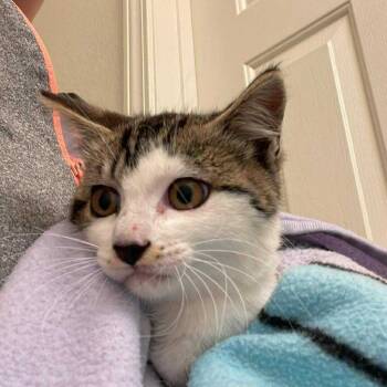 Rescue Domestic Short Hair Cats for Adoption in Suisun City, California - Merrill | PetCurious