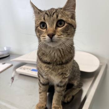 Domestic Short Hair Cats Available for Adoption in Clavet, Saskatchewan - Edna | PetCurious