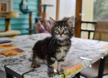 Rosie -  Domestic Long Hair Cat for Adoption in Hermitage, Pennsylvania - Rosie | PetCurious