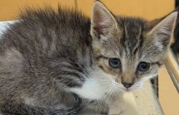 MARCUS -  Domestic Short Hair Cat for Adoption in Elizabethton, Tennessee - MARCUS | PetCurious