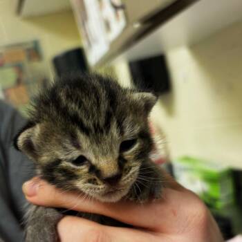 Thirteen -  Domestic Short Hair Cat for Adoption in Asheville, North Carolina - Thirteen | PetCurious