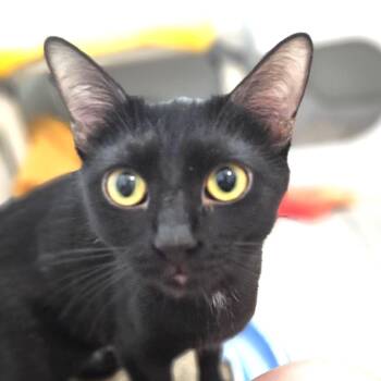 Rescue Domestic Short Hair Cats for Adoption in Brighton, Missouri - Eevee | PetCurious