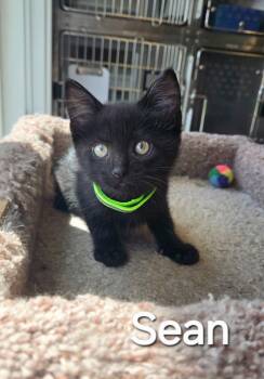 Domestic Short Hair Cats Available for Adoption in Sidney, Ohio - Sean | PetCurious