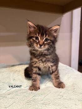 Valient -  Domestic Medium Hair and Tabby Cat for Adoption in Buford, Georgia - Valient | PetCurious