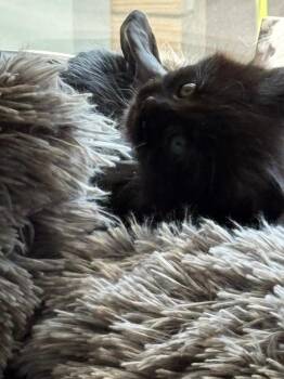 Domestic Short Hair Cats Available for Adoption in Syracuse, Indiana - Caviar | PetCurious