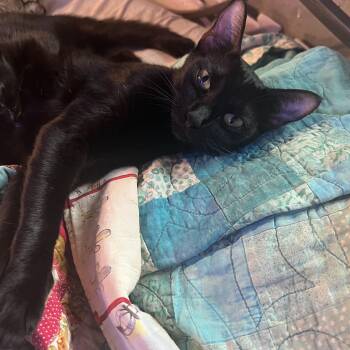 Sif -  Domestic Short Hair Cat for Adoption in Houston, Texas - Sif | PetCurious