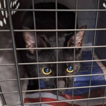 Michelangelo -  Domestic Short Hair Cat for Adoption in Montgomery, Alabama - Michelangelo | PetCurious