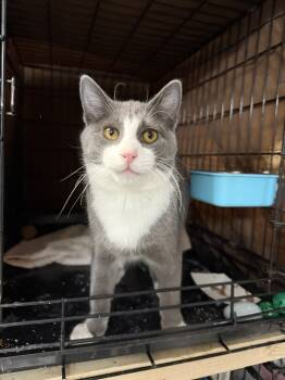 Rescue Domestic Short Hair Cats for Adoption in West Mifflin, Pennsylvania - Wolfgang | PetCurious