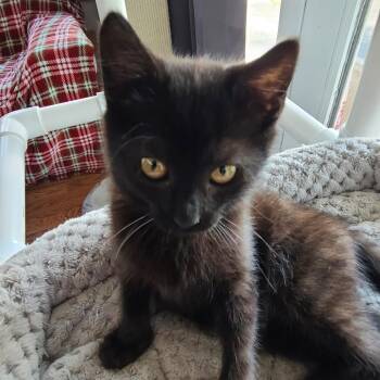 Randy Hill -  Domestic Short Hair Cat for Adoption in Woodstock, Virginia - Randy Hill | PetCurious