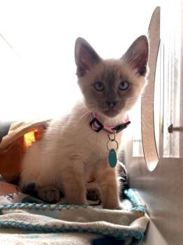 SUNNY BALE -  Domestic Short Hair and Siamese Cat for Adoption in Leesburg, Virginia - SUNNY BALE | PetCurious