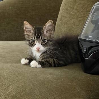 Dusk -  Domestic Medium Hair Cat for Adoption in Tustin, California - Dusk | PetCurious