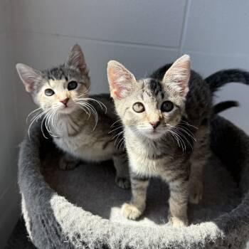 Domestic Short Hair Cats Available for Adoption in South Elgin, Illinois - Zonk | PetCurious