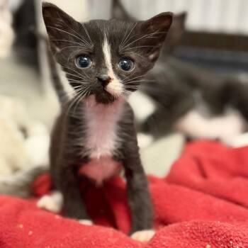 Boo -  Domestic Short Hair Cat for Adoption in Fort Smith, Arkansas - Boo | PetCurious