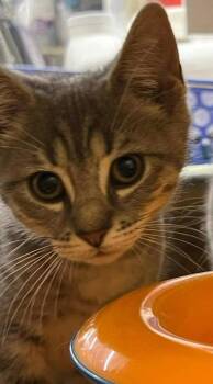 George -  Domestic Short Hair Cat for Adoption in Hazlet, New Jersey - George | PetCurious