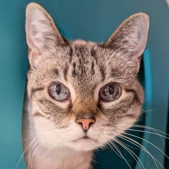 Domestic Short Hair and Siamese Cats Available for Adoption - Cotton | PetCurious