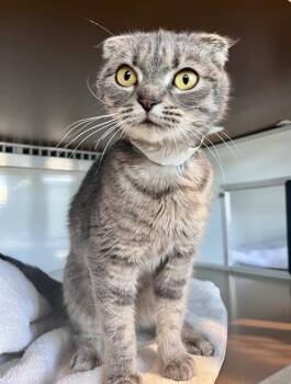 GUMBO -  Scottish Fold Cat for Adoption in San Francisco, California - GUMBO | PetCurious