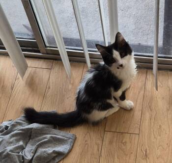 Domestic Medium Hair Cats Available for Adoption in Los Angeles, California - Han Solo | PetCurious