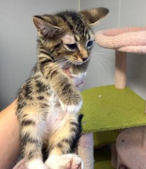 #5 BT M -  Domestic Short Hair Cat for Adoption in Burgaw, North Carolina - #5 BT M | PetCurious