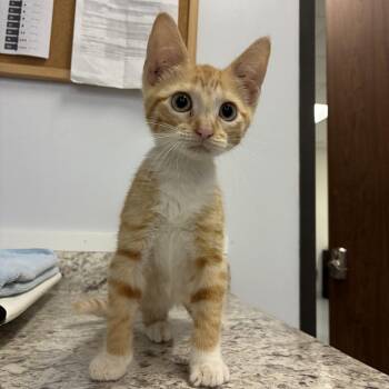 Triscuit -  Domestic Short Hair Cat for Adoption in Houston, Texas - Triscuit | PetCurious