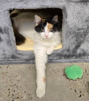 Calico Cats Available for Adoption - Celeste | PetCurious