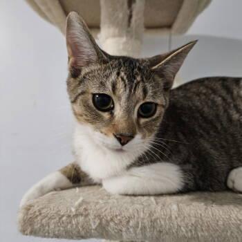 Rescue Domestic Short Hair Cats for Adoption in Greenfield, Indiana - King Louie | PetCurious