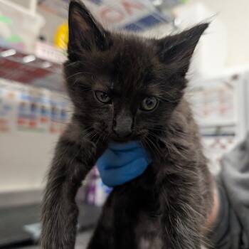 Domestic Short Hair Cats Available for Adoption in League City, Texas - Arthur (ORG) | PetCurious