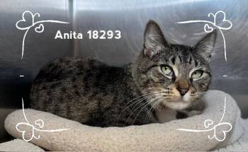 Domestic Short Hair Cats Available for Adoption in Marietta, Georgia - ANITA | PetCurious