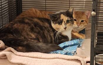 Rescue Domestic Short Hair and Dilute Calico Cats for Adoption in Freeland, Michigan - Daffodil And Sir | PetCurious